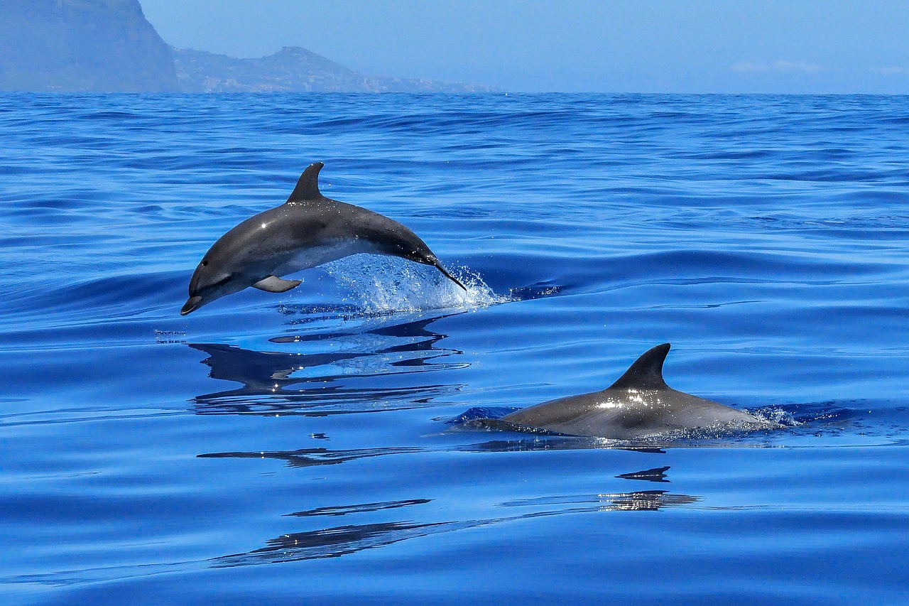 delfines-alta-mar
