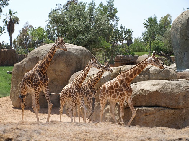 jirafas-bioparc