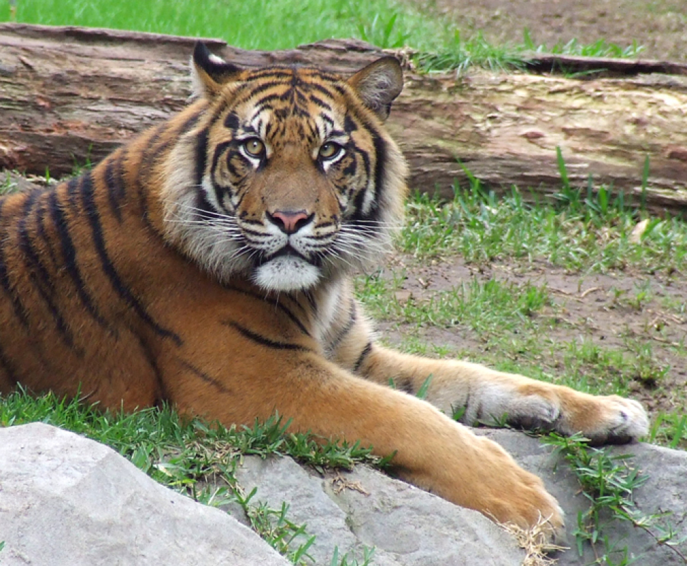 Tigre-sumatra