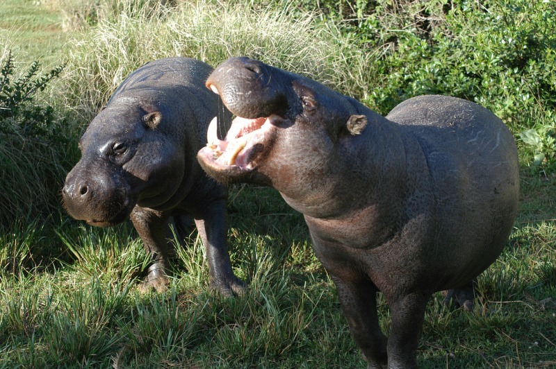 hipopotamo-pigmeo