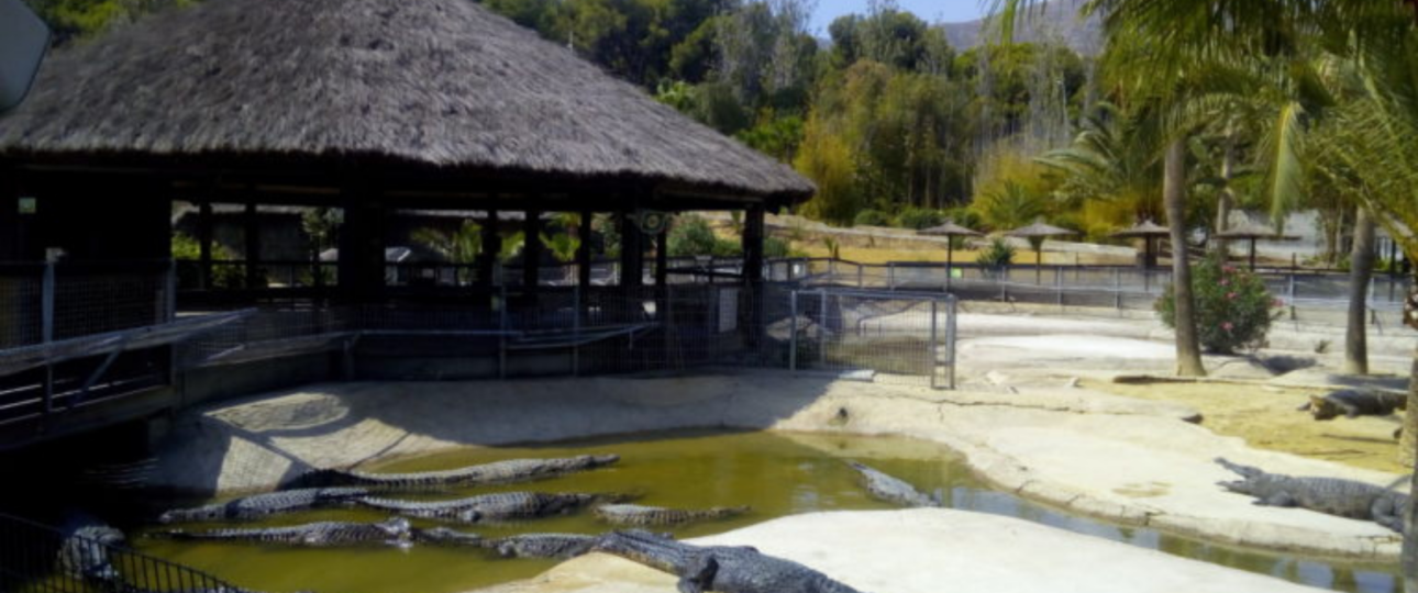 cocodrilos park