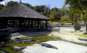 cocodrilos park