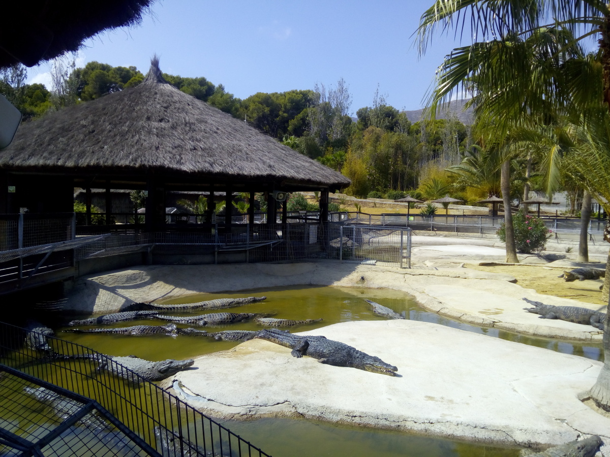 cocodrilos-park