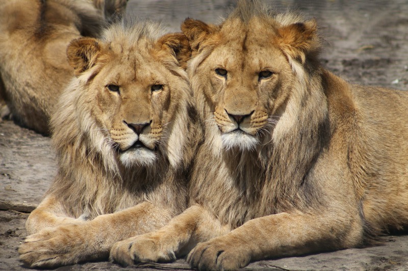 leones