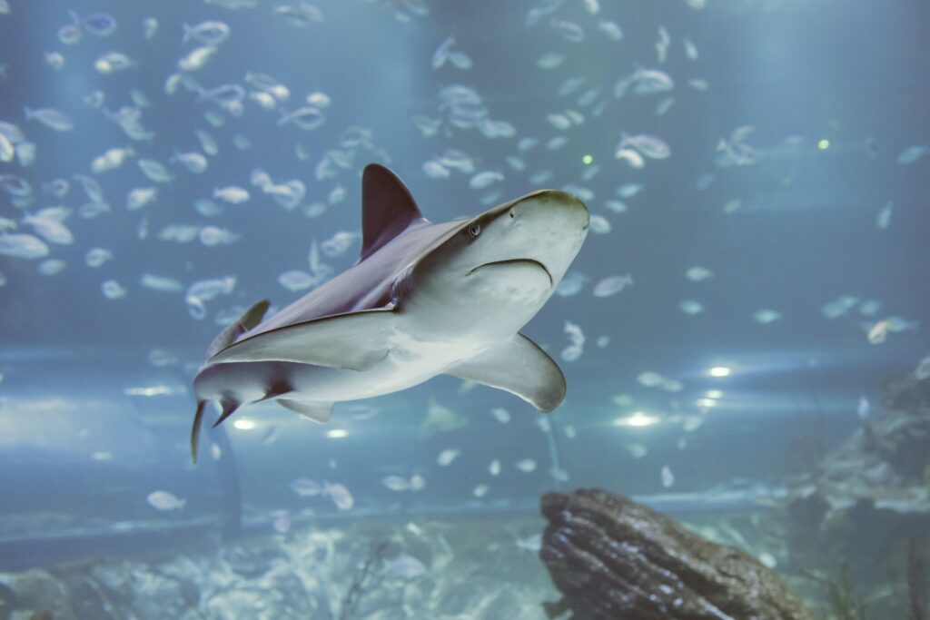 Shark-Zoo-Aquarium-Madrid