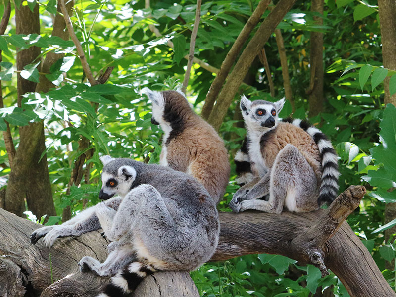 Faunia-animales-familia