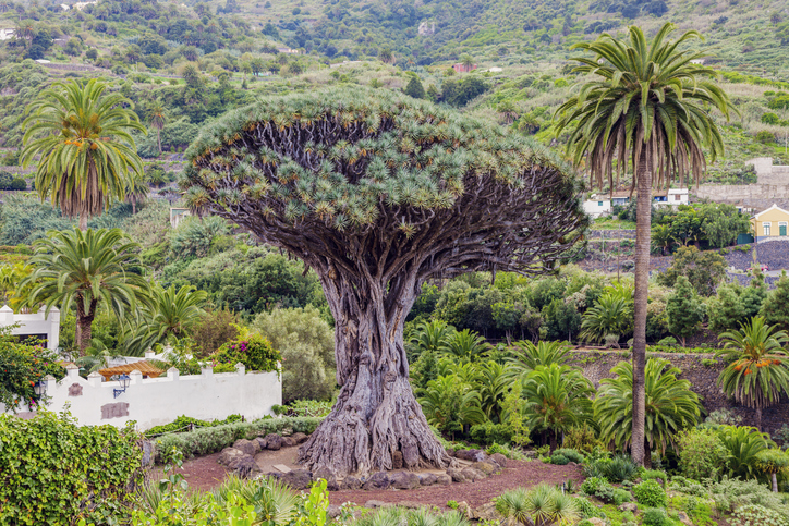 Old Dragon Tree. Tenerife, Canary Islands, Spain.