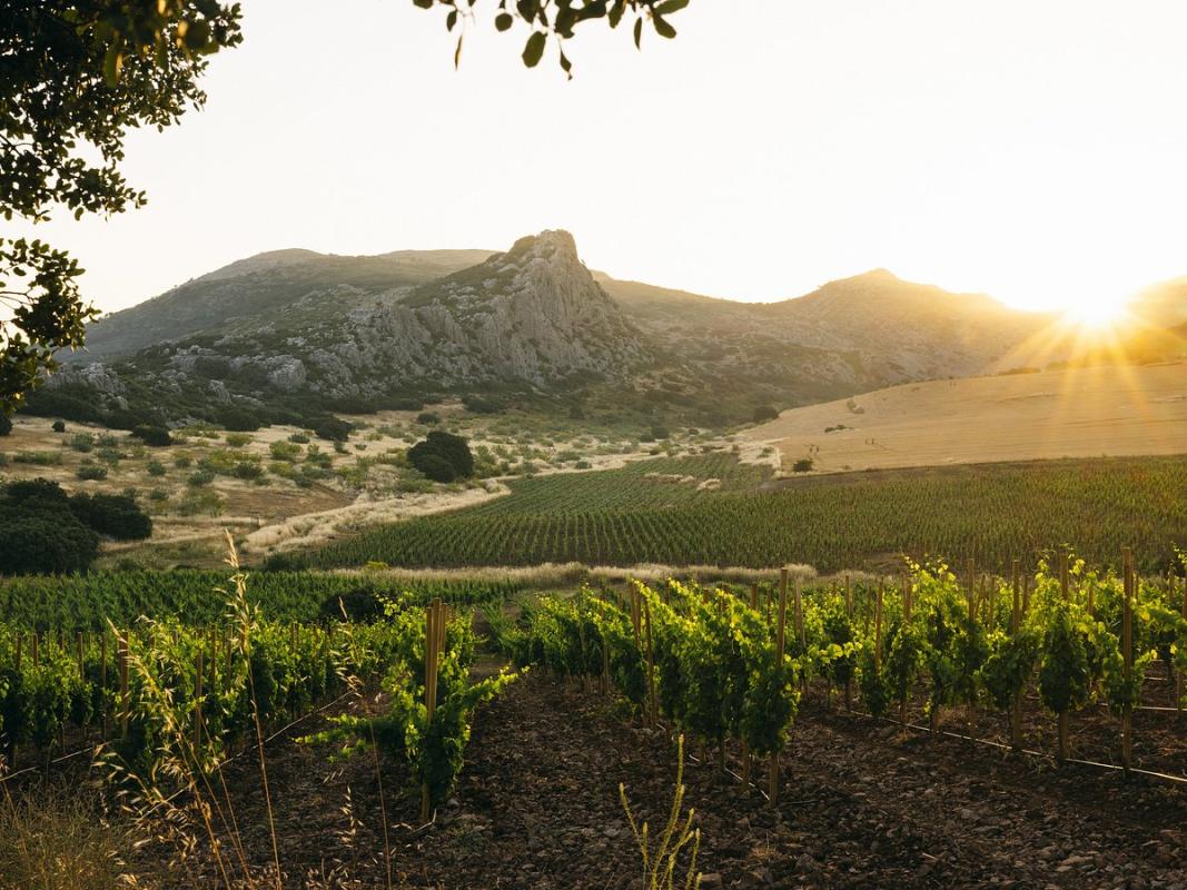 Descubriendo los secretos del vino