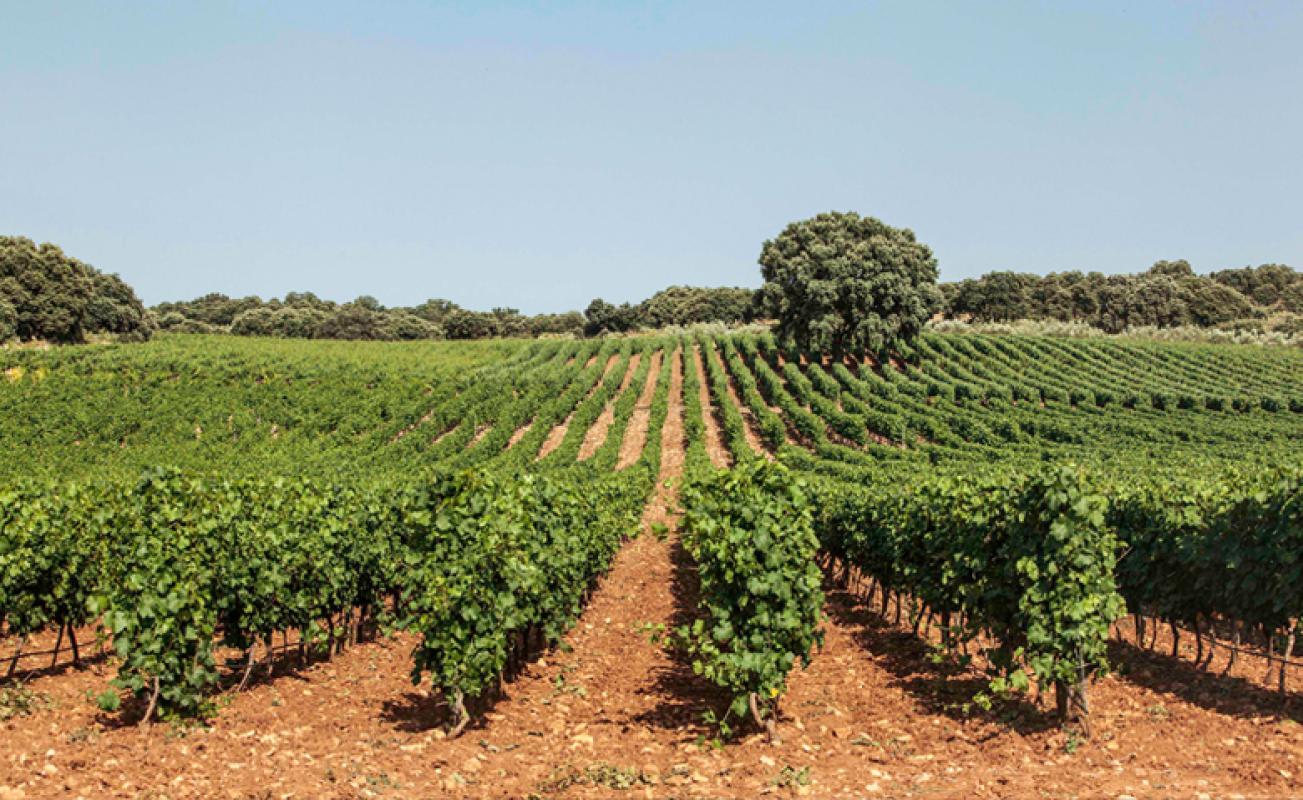Inmersión en el vino