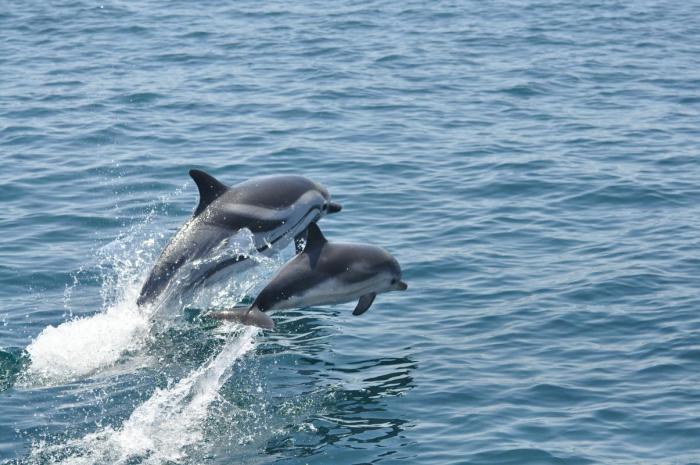 Gibraltar Delfines