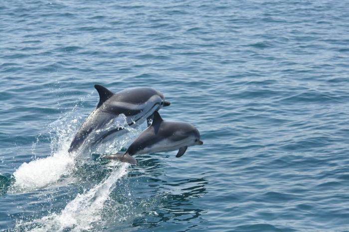 Gibraltar Dolphins