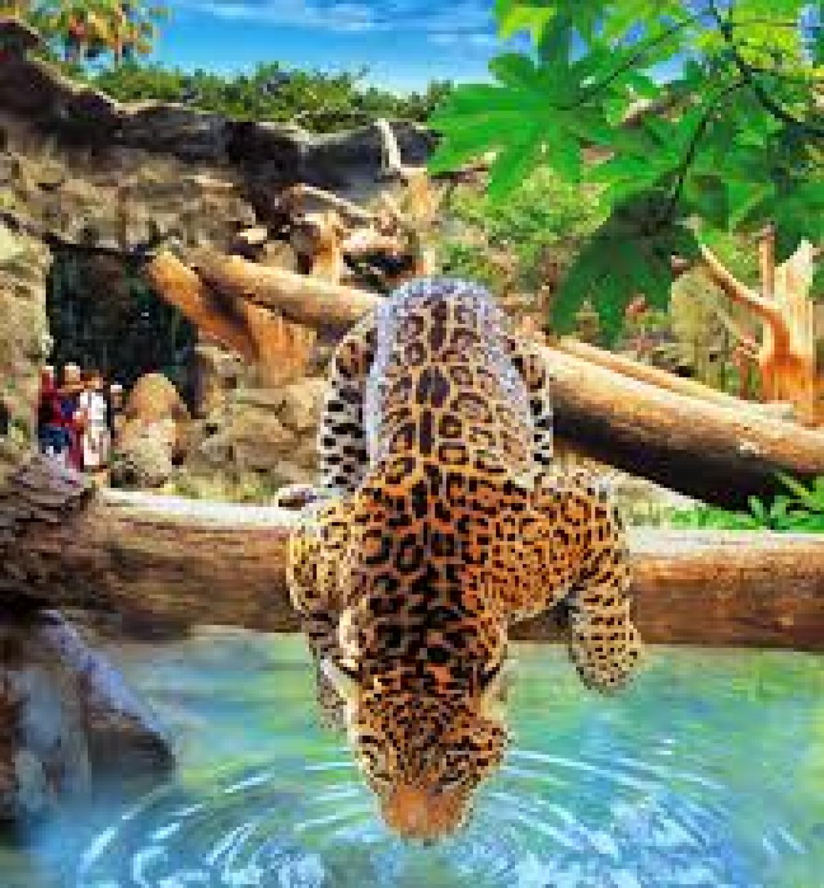 loro parque con transporte Transfers And Experiences