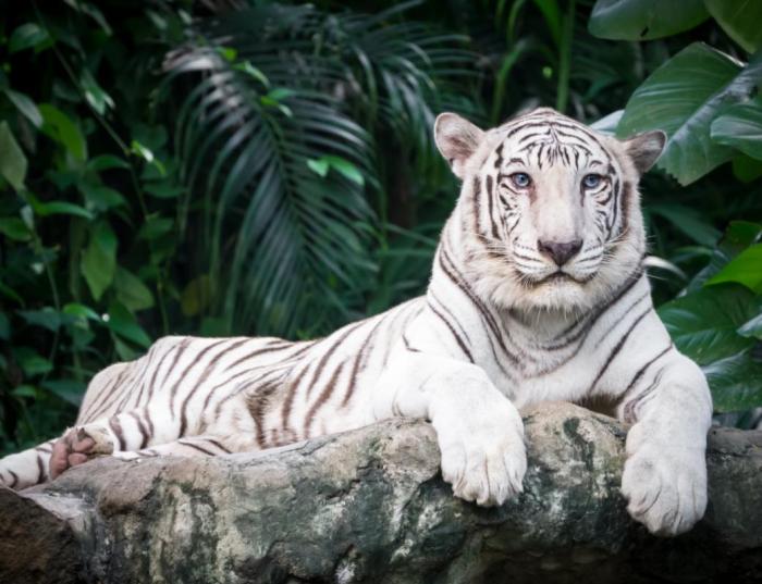 Loro Parque + Bus