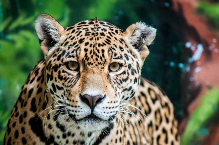 Loro Parque