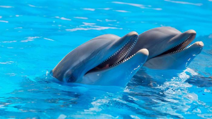 Encuentros con Delfines en Selwo Marina