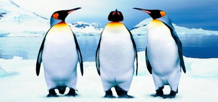 Encuentro con pingüinos